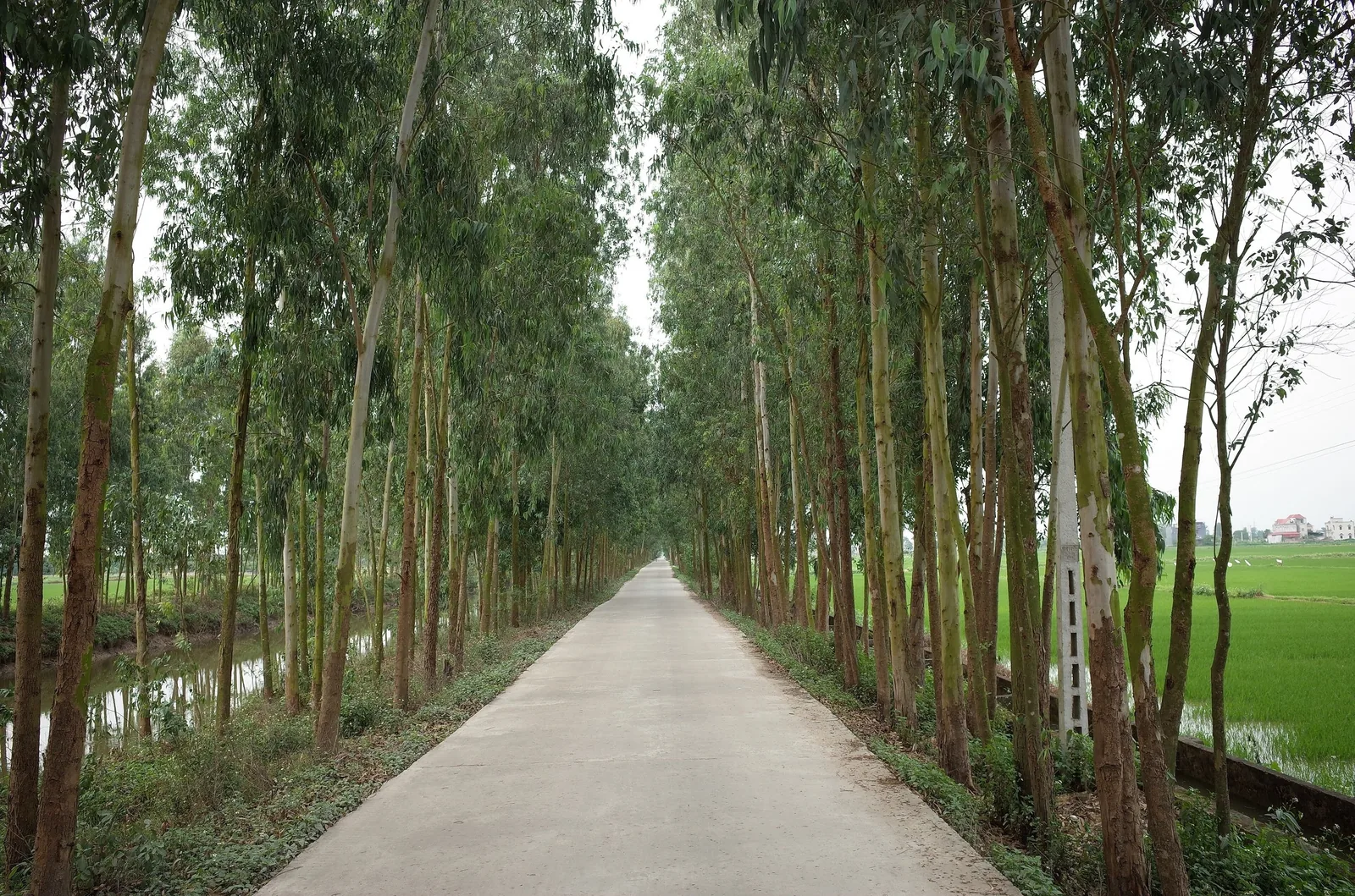 Con đường bê tông rợp bóng cây bạch đàn chạy giữa vùng quê Bắc Ninh, Việt Nam.